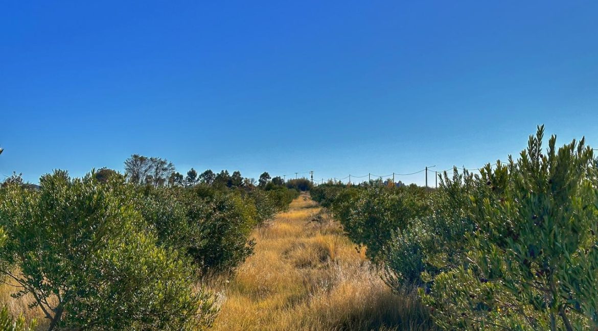 Campos de Olivos Parque Ecologico El Doradillo Puerto Madryn