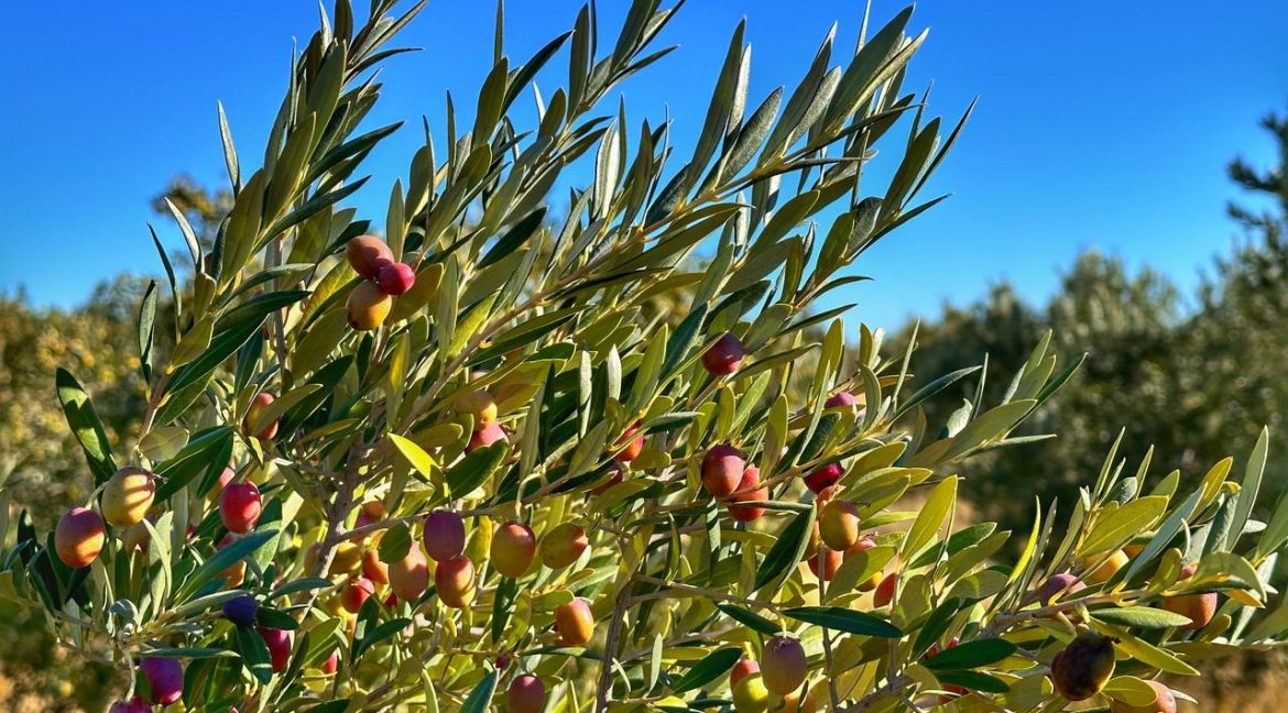 Olivos para produccion de aceite venta Parque Ecologico El Doradillo Puerto Madryn